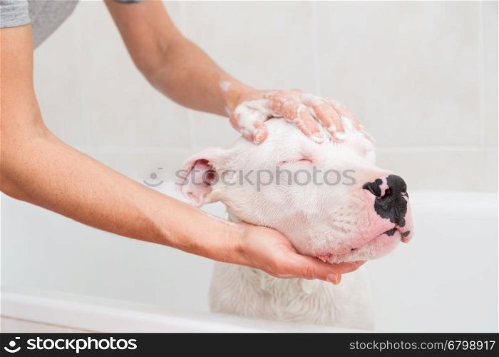 Bubble Bath a lovely dog dogo argentino
