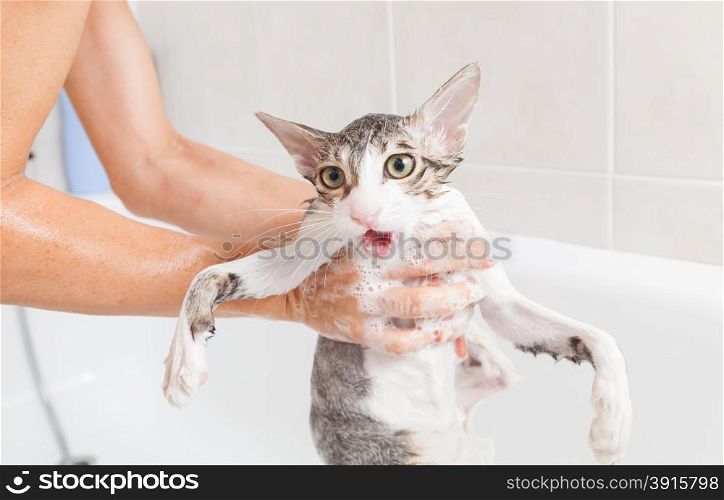 Bubble bath a small gray stray cat