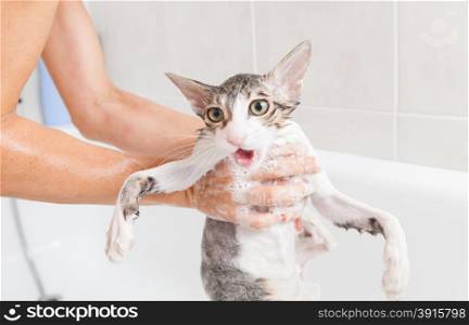 Bubble bath a small gray stray cat