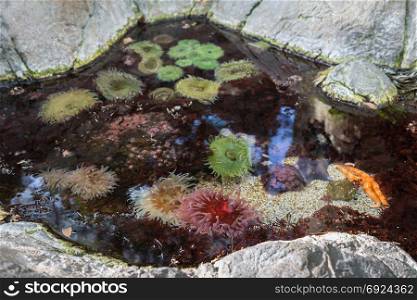 Bubble-tip Anemone, Colorful Aquatic Plants