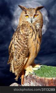 Bubo bubo eagle owl night bird in full moon cloudy dramatic night