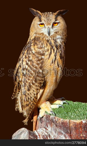 Bubo bubo eagle owl night bird on brown background