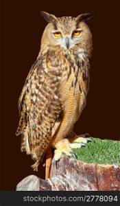 Bubo bubo eagle owl night bird on brown background