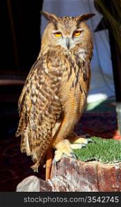 Bubo bubo eagle owl night bird on trunk grass