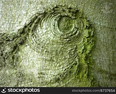 Buchenrinde. strangely patterned bark of a beech