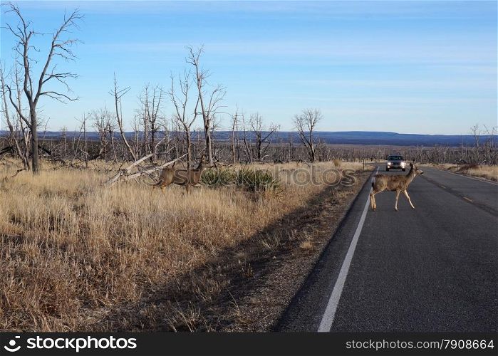 Buck Deer walks across road