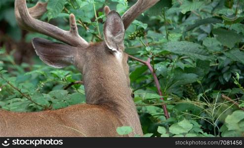 Buck feeding on leaves