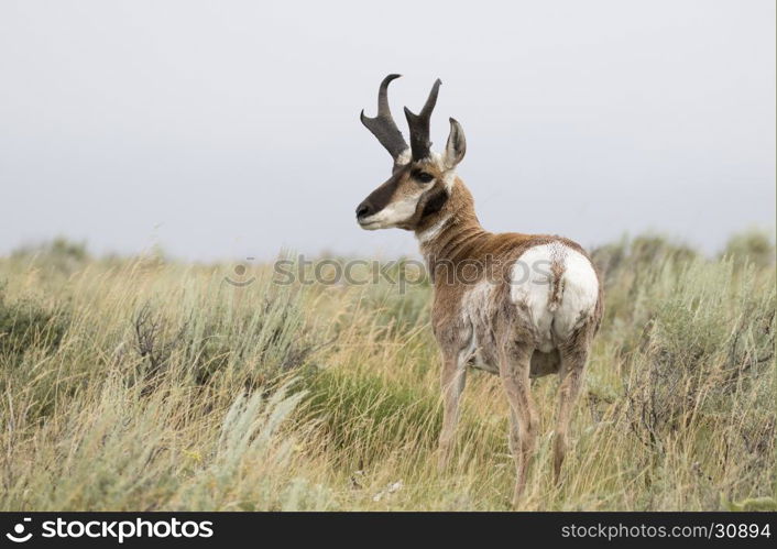 Buck pronghorn from rear in the sagebrush flats in park