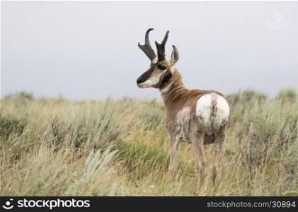 Buck pronghorn from rear in the sagebrush flats in park