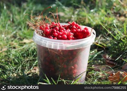 bucket full of ripe schizandra. bucket full of ripe and red schizandra