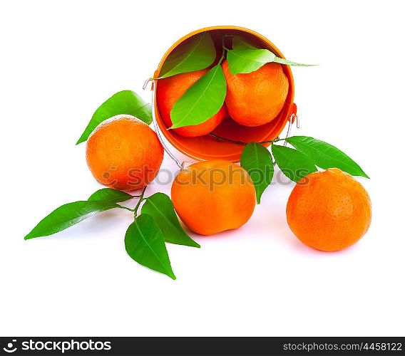 Bucket of fresh mandarins fall down in the studio, fresh green leaves, tasty sweet juicy fruits, exotic tangerine, vitamin eating concept
