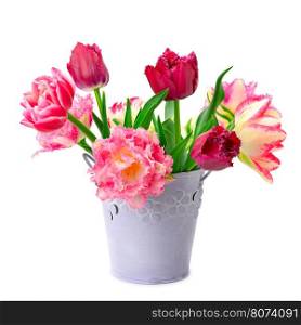 bucket with tulips isolated on white background