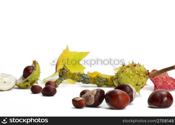 buckeyes in front of branch and leaves. buckeyes in front of branch and leaves on white background