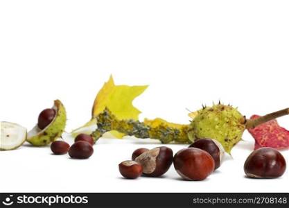 buckeyes in front of branch and leaves. buckeyes in front of branch and leaves on white background