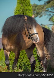 buckskin welsh pony in action