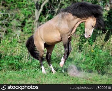 buckskin welsh pony in motion. sunny day
