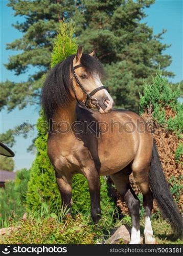 buckskin welsh pony posing