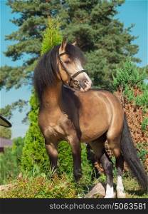 buckskin welsh pony posing
