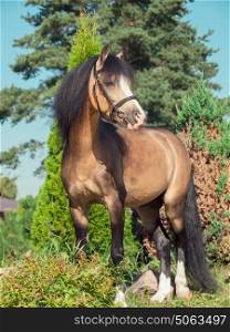 buckskin welsh pony posing at trees background