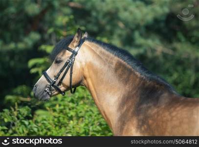 buckskin welsh pony posing at trees background