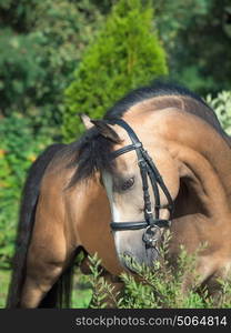 buckskin welsh pony posing at trees background