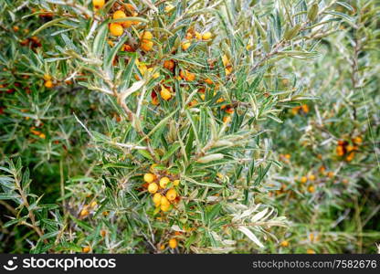 Buckthorn bush with healthy yellow cherry berries on a branch with green leaves neart the sea