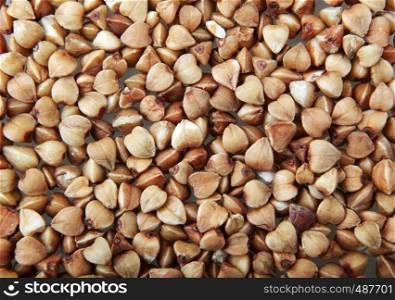 Buckwheat (Fagopyrum ?sculentum) Is A Plant Cultivated For Its Grain-Like Seeds And As A Cover Crop.