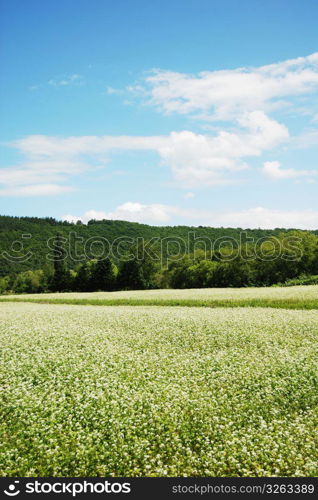 Buckwheat field