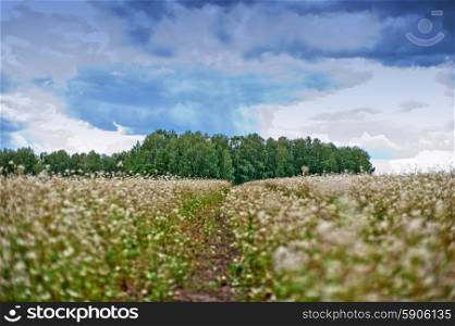 Buckwheat field with road, summer scene