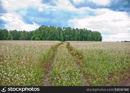 Buckwheat field with road, summer scene