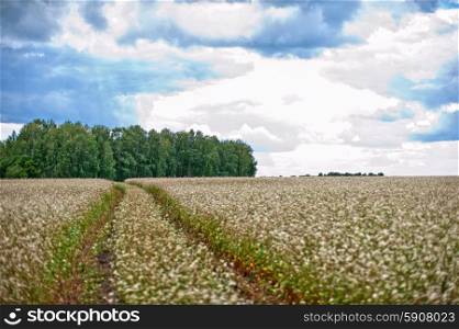 Buckwheat field with road, summer scene