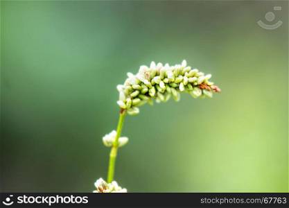 buckwheat, flower