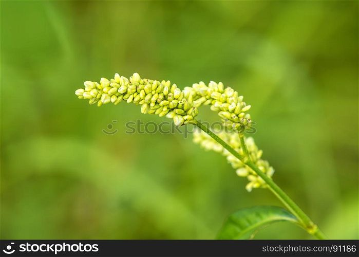 buckwheat, flower with green background