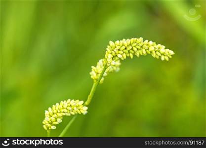 buckwheat, flower with green background