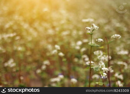 Buckwheat flowers blowing in the wind. Blooming buckwheat crops in field, close up of cultivated plantation. Field of buckwheat and buckwheat plants. agriculture. Buckwheat flowers blowing in the wind. Blooming buckwheat crops in field, close up of cultivated plantation. Field of buckwheat and buckwheat plants. Buckwheat agriculture.