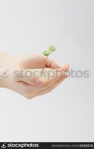 Bud and Hand