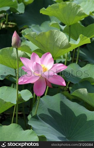 Bud and lotus flower in the pond