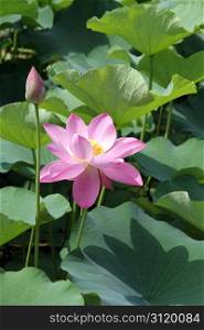 Bud and lotus flower in the pond