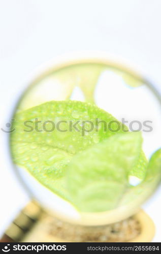 Bud and Magnifying glass