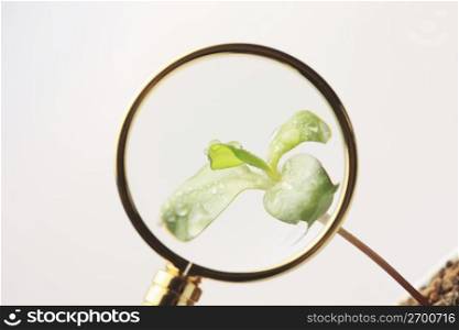 Bud and Magnifying glass