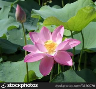 Bud and pink lotus flower in the pond