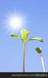 Bud and Sunlight