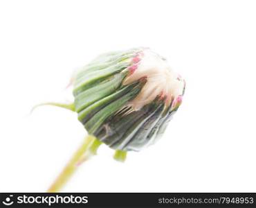 Bud dandelion isolated on a white background