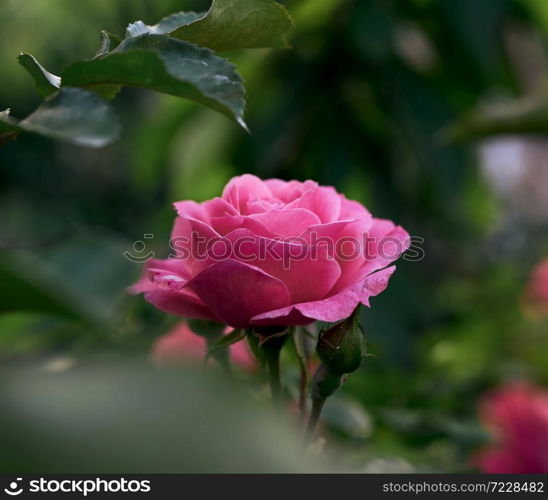 bud of a blooming pink rose in the garden on a summer day, green leaves around