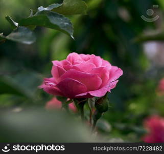 bud of a blooming pink rose in the garden on a summer day, green leaves around