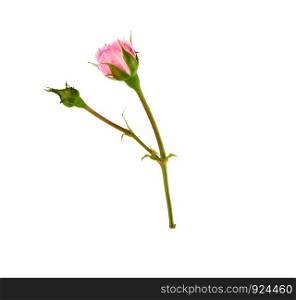 bud of a blooming pink rose on a white background, close up