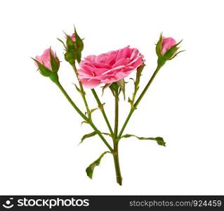 bud of a blooming pink rose on isolated on a white background, close up