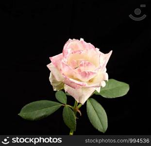 bud of a blooming white pink rose with green leaves on a black background, close up