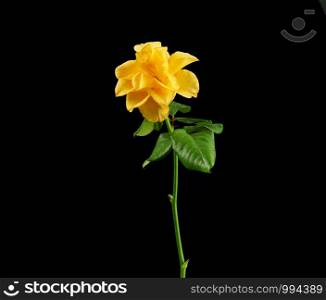 bud of a blooming yellow rose with green leaves on a black background, close up