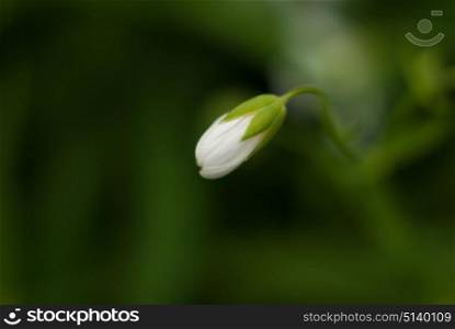 Bud of a budding little white flower. . Bud of a budding little white flower. Macro photo with small depth of field.